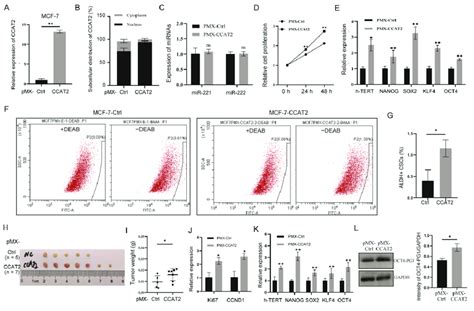 Oncogenic Function Of Ccat In The Nucleus Of Luminal Breast Cancer