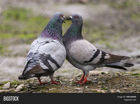 Rock Pigeon Female