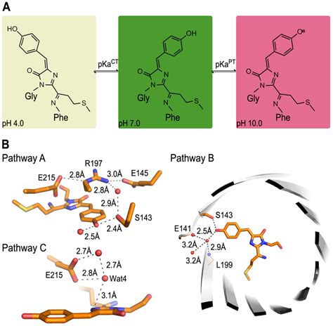 Coupled Cis Trans Isomerizationproton Transfer Model A Model For