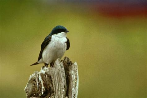 Free picture: small, songbird, tree, swallow, tachycineta bicolor