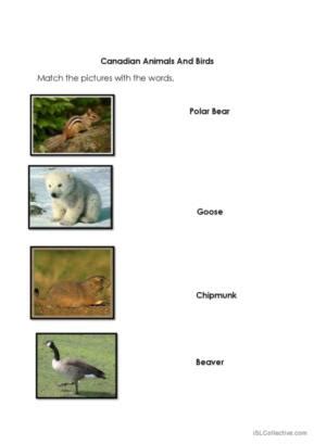 Birds English Esl Worksheets Pdf Doc