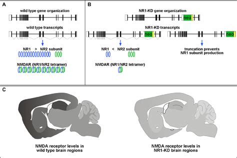 Hypomorphic Mutation Of Grin1 Reduces Nmda Receptor Subunit Nr1 Message