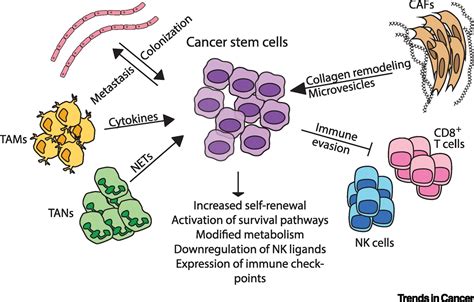 The Role Of The Microenvironment And Immune System In Regulating Stem