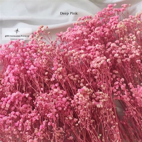 Jual Gr Preserved Baby Breath Dried Flower Awetan Bunga Kering