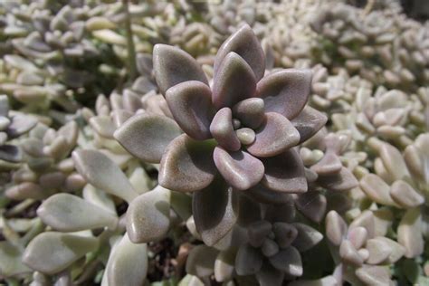 Graptopetalum Mendozae Tudo Sobre Essa Suculenta Guia Das Suculentas