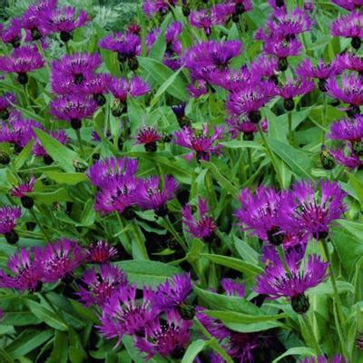 Bachelor S Button Amethyst Dreams Centaurea American Meadows