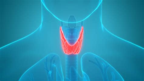 Hashimoto Thyreoiditis Autoimmunthyreoiditis Ist Eine Immunerkrankung