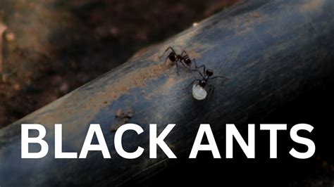 Meet The Black Garden Ant Lasius Niger Natures Tiny Engineers 🐜🌿 Antlife Insectworld Youtube