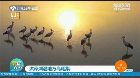 洪泽湖湿地万鸟翔集 东方白鹳矗立水面 夕阳映衬下犹如一幅水墨画 洪泽湖 水墨画 翔集 新浪新闻