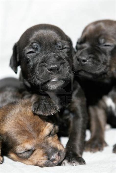 Cute Patterdale Terrier puppies photo and wallpaper. Beautiful Cute ...