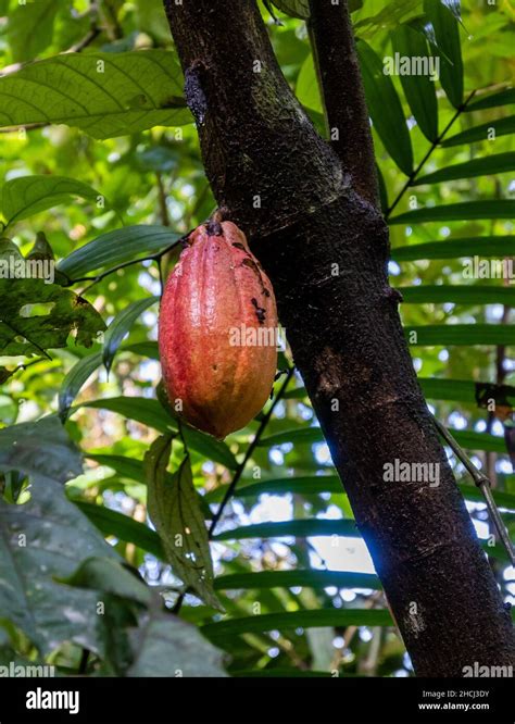 A Ripe Cocao Fruit Theobroma Cacao Hanging From The Tree Trunk Costa