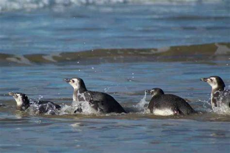 Pinguins de Magalhães resgatados após encalhar em praias voltam ao mar