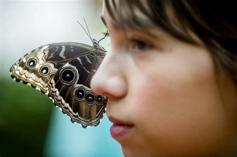 Butterflies Are In Bloom At Dow Gardens Butterfly House