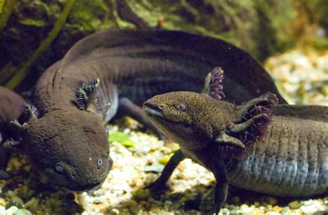 Black Axolotl Care For Beginners: Feeding and Temperature Needs