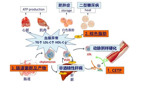 王亚楠 Medx研究院 免疫代谢性疾病研究所