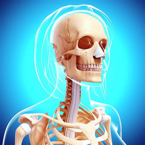 Female Skeleton Photograph By Pixologicstudioscience Photo Library