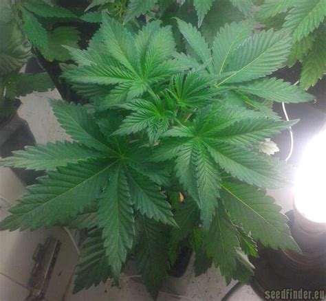 Strain Gallery Hindu Kush Sensi Seeds PIC 17091586329436983 By Manutara