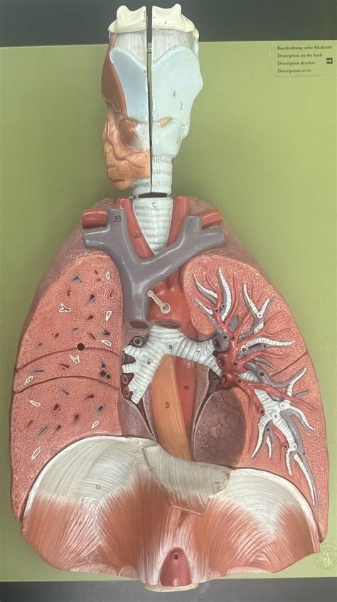 Pulmonary Circulation 3 Diagram Quizlet