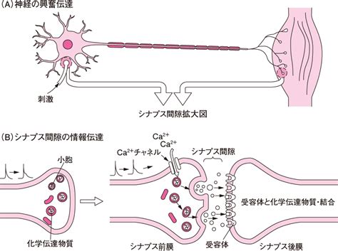 シナプス伝達｜生体機能の統御（2） 看護roo カンゴルー