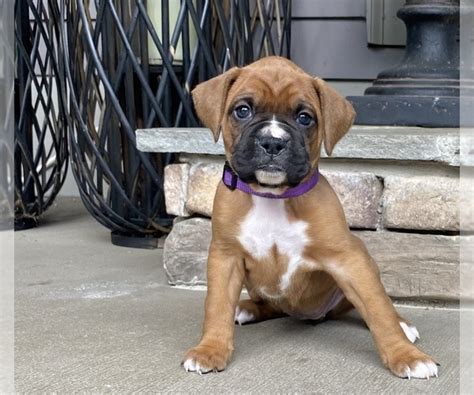 View Ad Boxer Litter Of Puppies For Sale Near Georgia Canton Usa