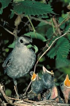 Gray Catbird Photo