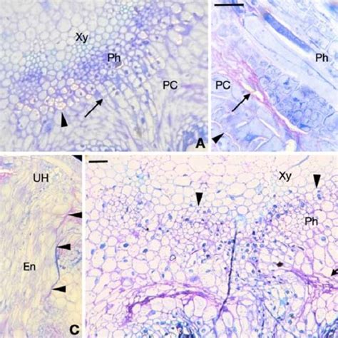 A-D: C. reflexa haustoria in host stem tissues. (A) Two haustoria deep ...