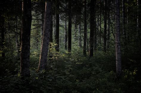 Idyllic Green Color Forest Nature Growth K Day Tree Dark