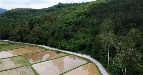 Padi Musnah Banjir Dipenuhi Pasir Batu Serpihan Kayu Akibat