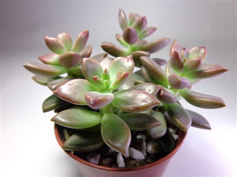 Graptosedum Cv Vera Higgins Cactus Y Suculentas Plantas Suculentas