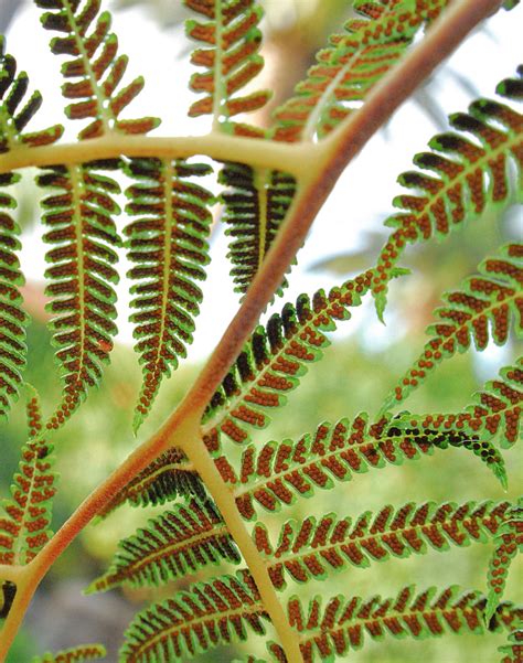 Ferns - The Daily Garden