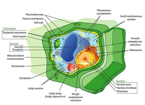 Nucleus Function In Plant Cell