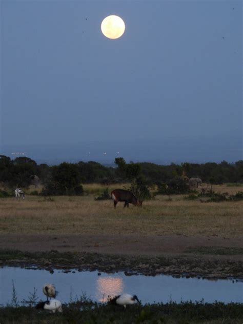 Moon Over Mount Kenya Moonrise Sweetwaters Tented Camp Back Safari