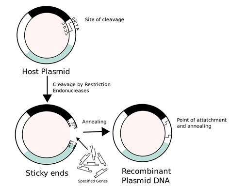 A chimeric DNA is formed by | Biology Questions