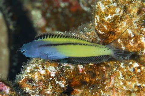 Red Sea Mimic Blenny From Wadi El Gemal Hamata On March At