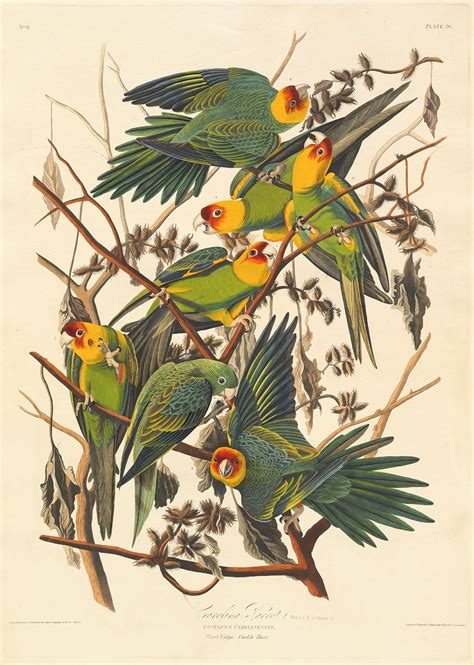 John James Audubon | Biography, Drawings, Books, & Facts | Britannica