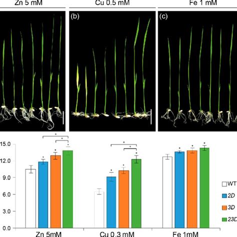 Growth Test Under The Excess Metal Treatment A C Phenotypes Of WT