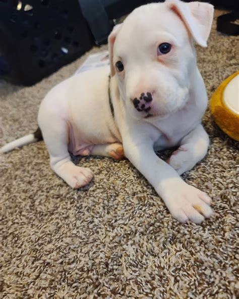 What Do You Feed A 6 Week Old Pitbull Puppy