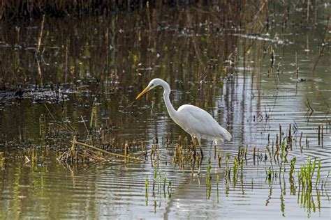 Great White Egret Photo12 ImageBROKER Alimdi Arterra Philippe Clement