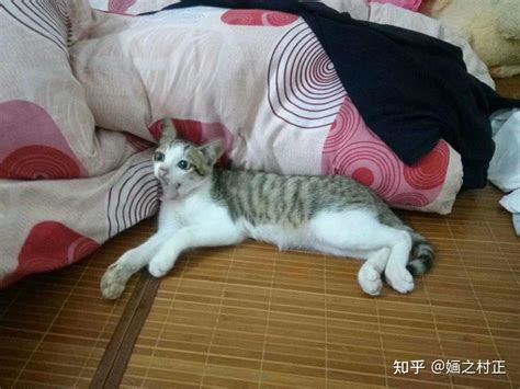 养猫之后你会对猫做什么奇怪的事 知乎