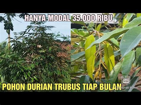 POHON DURIAN TRUBUS TIAP BULAN HANYA MODAL 35 OOO RIBU SAJA YouTube