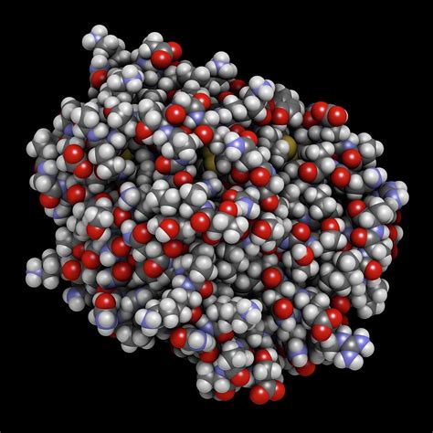 Trypsin Digestive Enzyme Molecule Photograph By Molekuul Science Photo