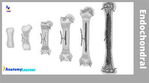 Endochondral Ossification Process with Examples and Diagrams ...