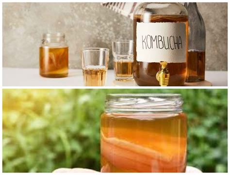 Ragam Sehat Inilah Manfaat Baik Mengkonsumsi Teh Kombucha Yang Baik