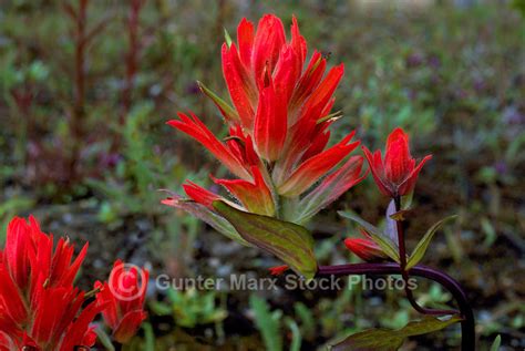 Indian Paintbrush Castilleja Miniata Red Wildflowers Wild Flowers