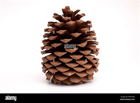 Giant Pinecone Isolated On White Stock Photo Alamy