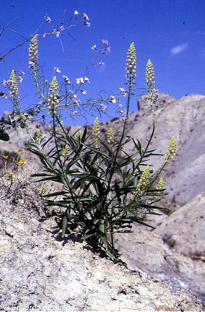 Bioimagen Reseda Lanceolata Autor Eduardo