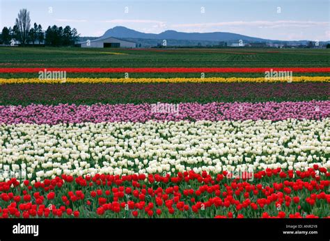 Washington Skagit Valley Colorful Rows Of Tulips Blooming During The