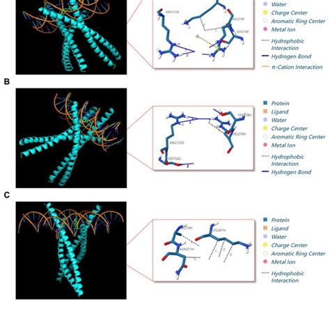 Protein Receptor Small Molecule Ligand Docking Of Fos Gene A