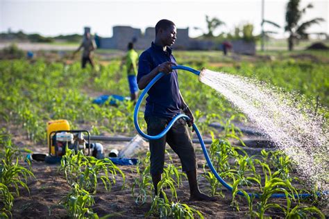 Ghana Urban Agriculture 9 Pic By Nana Kofi Acquah For IMWI Flickr