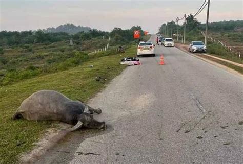 Cef Maut Motosikal Langgar Kerbau Astro Awani